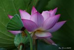 _DSC1577_adjusted