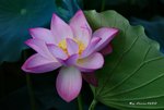 _DSC1579_adjusted