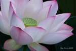 _DSC1592_adjusted