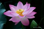 _DSC1605_adjusted