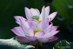 _DSC1609_adjusted