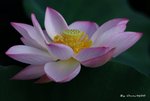 _DSC1610_adjusted