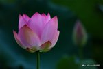 _DSC1621_adjusted