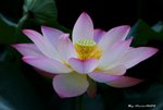 _DSC1627_adjusted