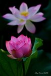 _DSC1632_adjusted