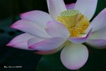 _DSC1637_adjusted