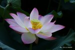 _DSC1647_adjusted