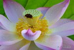 _DSC1671_adjusted