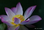 _DSC1819_adjusted