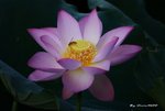 _DSC1826_adjusted