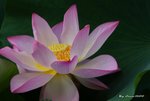 _DSC1838_adjusted