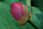 _DSC1854_adjusted