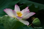 _DSC1871_adjusted