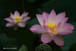 _DSC1874_adjusted