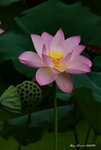 _DSC1876_adjusted