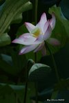 _DSC2281_adjusted