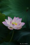 _DSC2284_adjusted