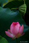 _DSC2297_adjusted