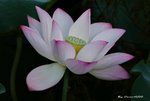 _DSC2305_adjusted