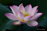 _DSC2306_adjusted