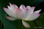 _DSC2312_adjusted