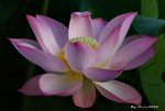 _DSC2314_adjusted