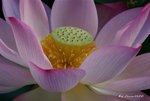 _DSC2316_adjusted