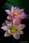 _DSC2320_adjusted