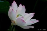 _DSC2336_adjusted