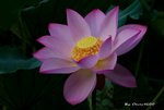 _DSC2343_adjusted