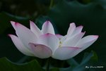 _DSC2363_adjusted