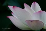 _DSC2370_adjusted