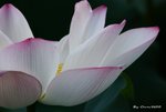 _DSC2372_adjusted