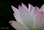 _DSC2380_adjusted