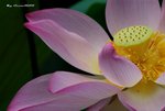 _DSC2385_adjusted