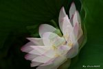_DSC2390_adjusted