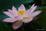 _DSC2396_adjusted