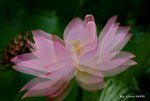 _DSC2400_adjusted