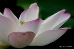 _DSC2403_adjusted