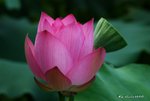 _DSC2412_adjusted
