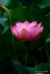 _DSC2415_adjusted