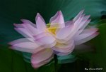 _DSC2417_adjusted