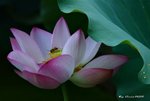 _DSC2284_adjusted
