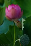 _DSC2312_adjusted