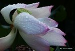 _DSC2313_adjusted