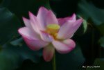 _DSC2320_adjusted