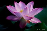 _DSC2326_adjusted
