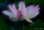 _DSC2329_adjusted