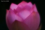 _DSC2331_adjusted