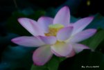 _DSC2340_adjusted